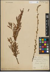 Foto von Salix purpurea L. x Salix repens L.